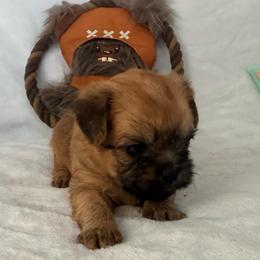 Mandolorian runt - Red male Brussels Griffon puppy in Seneca, Missouri from Stephanie’s Puppy Colony