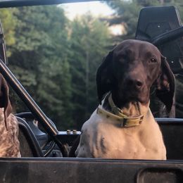 German Shorthaired Pointers from North Kidder Pups