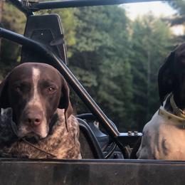 German Shorthaired Pointers from North Kidder Pups