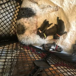 Goldendoodle, Schnoodle, and Sheepadoodle Puppies from Dood Ranch