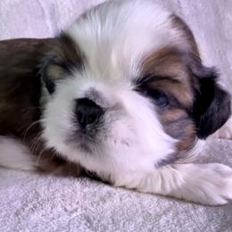 Oakley - Gold and white male Shih Tzu puppy in Winston Salem, North Carolina from Little Miracles Shih Tzu
