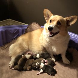 Pembroke Welsh Corgi Puppies from Braidwood Corgis
