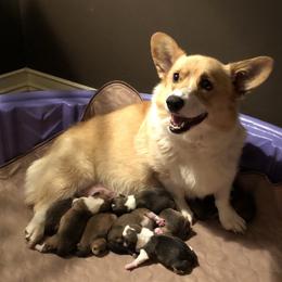Pembroke Welsh Corgi Puppies from Braidwood Corgis