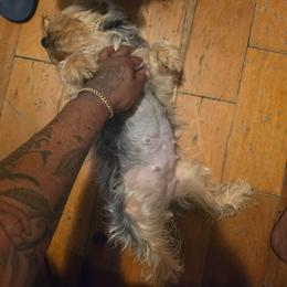 Rosie - Silky Terrier