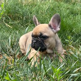 Little Guy has OFA Parents - Fawn male French Bulldog puppy in Billings, Montana from Yellowstone Frenchies