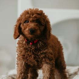 Goldendoodle Puppies from Real Doodles of OC