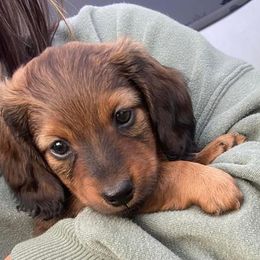 Dachshunds from Blueberry Hill Mini Dachshunds
