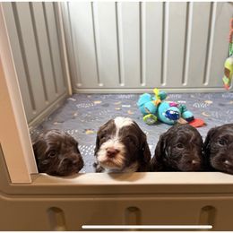 Australian Labradoodle puppies from Labradoodles of Montana