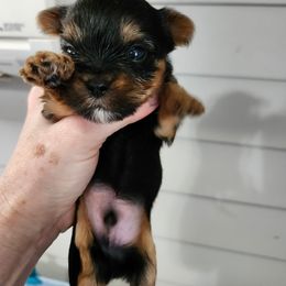 Toby 3700.00 - Black and gold male Yorkshire Terrier puppy in Indianapolis, Indiana from Supreme Pups
