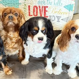 Cavalier King Charles Spaniels from Zodiac KKCavaliers