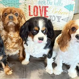 Cavalier King Charles Spaniels from Zodiac KKCavaliers