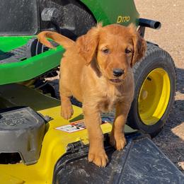 Golden Retriever puppies from High Country Golden Retrievers