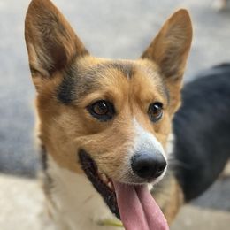 American Corgis and Pembroke Welsh Corgis from Rawson Ridge Corgis