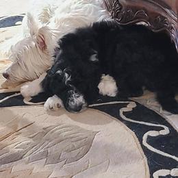 Goldendoodle, Golden Retriever, and Sheepadoodle Puppies from Guppy Puppies