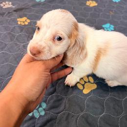 Rodger - Piebald male Dachshund puppy in Magnolia, Texas from Carrie’s Countryside Dachshunds