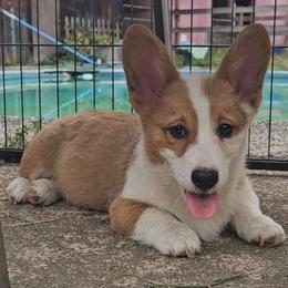 Mikey - Red male Pembroke Welsh Corgi puppy in Castle Rock, Washington from Heckman Corgis