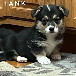 Tank with health guarantee. - Black and tan male Pembroke Welsh Corgi puppy in Vernal, Utah from Bingo's Kennel