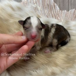 Boy 3 - male Toy Shetland Sheepdog puppy in Lindon, Utah from Sensational Shelties