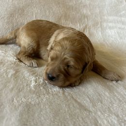 Apricot male - Apricot male Cavapoo puppy in Tempe, Arizona from Springerdoodles Plus AZ