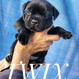 Twix - Brindle female Staffordshire Bull Terrier puppy in Olivehurst, California from Sublime Staffords
