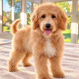 Candy apple - Apricot female Goldendoodle puppy in North Royalton, Ohio from Johnson's Doodles