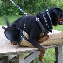 Rottweiler All Grown Up from Vom Wesburg Rottweilers