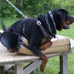 Rottweiler All Grown Up from Vom Wesburg Rottweilers