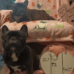 French Bulldog Puppies from Jettons Jewels Frenchies