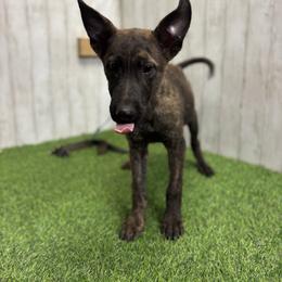 Big red - Black brindle male Dutch Shepherd puppy in Lake Forest, California from Lisa's Dutchies