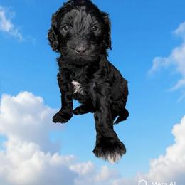 York Peppermint Pattie - Black male Barbet puppy in New Bedford, Massachusetts from Barbie's Barbets