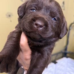 Purple - Chocolate female Labrador Retriever puppy in Manheim, Pennsylvania from Monarch Labradors