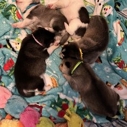 Pomsky Puppies from Zoeys Little Pomsky