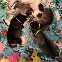Pomsky Puppies from Zoeys Little Pomsky