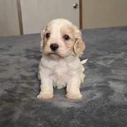 Chewy - Buff and white male Cockapoo puppy in Copan, Oklahoma from Tatums cavapoos