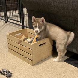 Siberian Husky Puppies from Myths and Legends Siberian Huskies