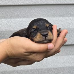 Dachshunds from Seaside kennels