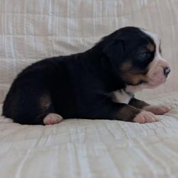 Jade - Black tri female Miniature Australian Shepherd puppy in Crockett, Texas from Pleasant Grove Aussies