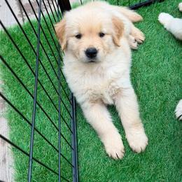 Golden Retriever Puppies from Skyland Golden Retrievers