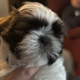 Raleigh - Tricolor male Shih Tzu puppy in Outlook, Washington from Porter Kennels