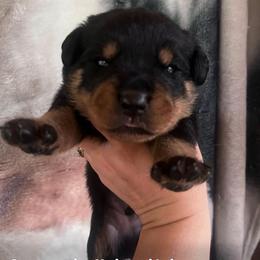 Navy blue - Black and rust male Rottweiler puppy in Mancelona, Michigan from Nicolle Stone