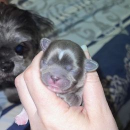Shih Tzu Puppies from P&B Tzu Tribe