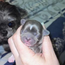 Shih Tzu Puppies from P&B Tzu Tribe
