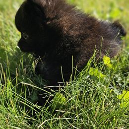 Pomeranian Puppies from Fire Dove Pom