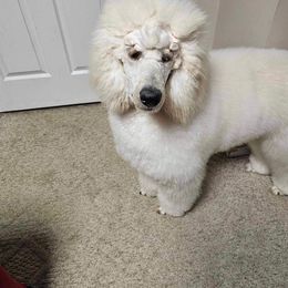 Poodle Puppies from Cedar Cove Standard Poodles