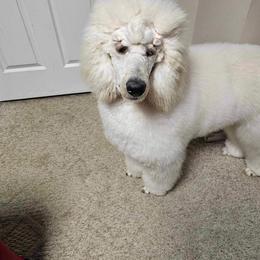 Poodle Puppies from Cedar Cove Standard Poodles