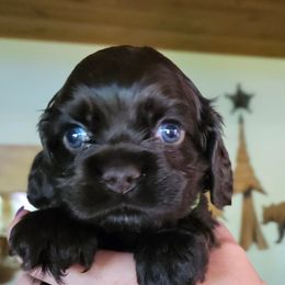 Cocker Spaniel Puppies from Cocker Paradise