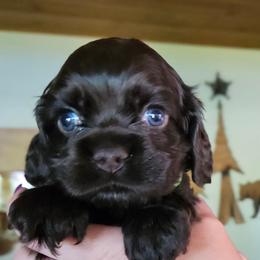 Cocker Spaniel Puppies from Cocker Paradise
