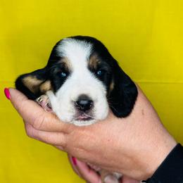Bailey - Black white and brown female Basset Hound puppy in Justin, Texas from S&G's Bassets