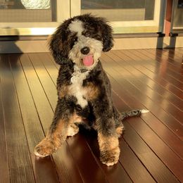 Sprocket - Bernedoodle
