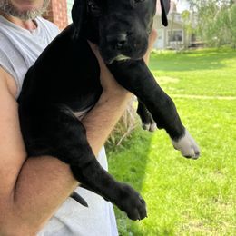 Great Dane Puppies from BkB’s House of Danes